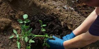 토마토 재배 방법 : 열린 땅에 심고 관리하기