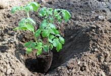 Посадка помидоров в открытый грунт - особенности выращивания