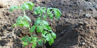 Planting tomatoes in open ground - growing features