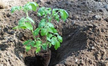 Φύτευση ντομάτας σε ανοιχτό έδαφος - χαρακτηριστικά καλλιέργειας