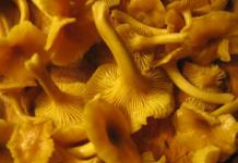 Do you need to boil chanterelles before frying and how to do it