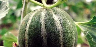 Pestovanie vodných melónov a melónov