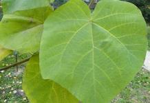 Paulownia: myths and reality in the suburbs Types and varieties of paulownia
