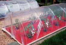 Is it possible to save frozen tomato seedlings?