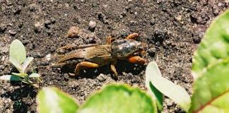 How to get rid of mole crickets in the garden forever using folk remedies?