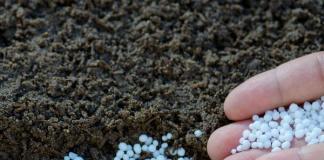 Nitrogen fertilizing ng mga halaman: kailan gagamitin at paano?