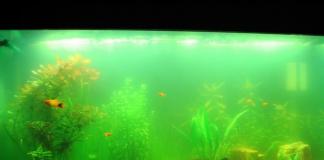 Az akváriumban lévő víz zöldre vált, mit kell tenni - a leküzdés okai és módszerei