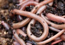 Why do you dream of worms: interpretation according to various dream books Why see worms in a dream