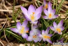 Krokusu ziedu stādīšana un kopšana atklātā zemē, piespiešana mājās sugu un šķirņu fotogrāfijas Krokusu purpursarkanā botāniskā stādīšana un kopšana