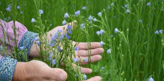 Flax: types, description, secrets of growing