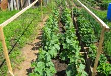 Hogyan hígítsuk az élesztőt a növények táplálására