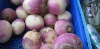 Growing turnips
