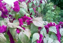 Amaranth planting and care in open ground propagation by seeds