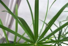 Cyperus (Cyperus, Syt): species, reproduction and care at home To feed a flower