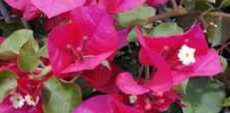 Бугенвиллия: выращивание и уход, описание, фото Бугенвиллия lila variegata