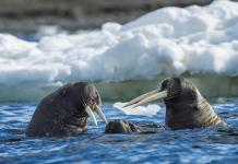 Do walruses have ears?  Walrus.  Photos and videos of walruses.  Description, reproduction, interesting facts about walruses.  Human use and current population status