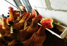 Mangiatoia per polli: fai da te Mangiatoie e abbeveratoi per polli fatti in casa