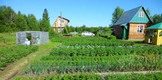 Ako a kedy hnojiť zeleninu