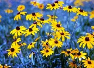 Perennial rudbeckia: planting and care, cultivation