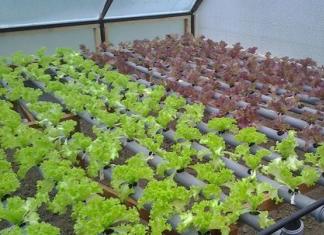 Growing greens as a business