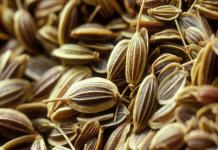 Cumin: growing in open ground Black cumin growing from seeds when to plant