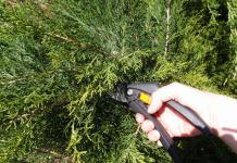 How to care for thuja in the country What is the best way to feed thuja