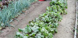 Контрол на плевелите в селската къща и градината