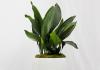 Aspidistra: rules for caring and growing an unpretentious ornamental plant