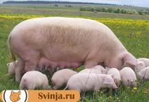 Delivery and acceptance of pigs How much does it cost to hand over a pig live weight