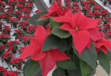 Χριστουγεννιάτικο αστέρι λουλούδι (poinsettia), φροντίδα στο σπίτι