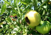 What to do if tomatoes turn black?