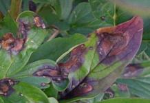 What are peonies sick with, what pests they are affected by