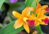 Kaip maitinti orchidėją: patyrusių sodininkų rekomendacijos pradedantiesiems Kaip maitinti orchidėjas improvizuotomis priemonėmis