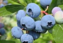 Reproduction of blueberries by seeds