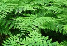 Indoor fern: care and replanting at home