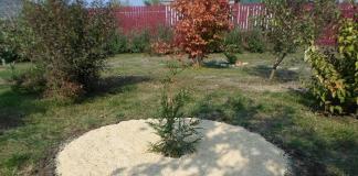 Materials for mulching trees and shrubs