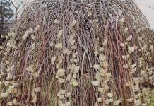 Common diseases and pests of willow and effective control of them Why the weeping willow withered