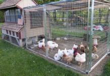 Do-it-yourself chicken coops for laying hens