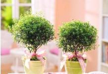 Myrtle ordinary care at home propagation by cuttings pruning the myrtle tree Depending on the desired shape, various shoots are pruned