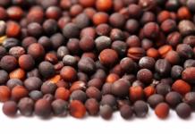 Caratteristiche dei semi di cavolo delle migliori varietà per terreno aperto