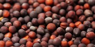 Caratteristiche dei semi di cavolo delle migliori varietà per terreni aperti