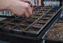 열린 땅에서 배추를 재배하는 방법