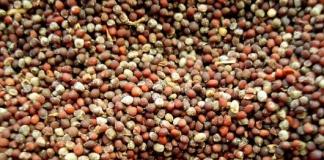 How to prepare seeds for sowing?