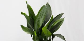 Aspidistra: rules for caring and growing an unpretentious ornamental plant