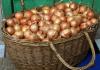 Winter onions: varieties and cultivation