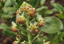 Druhová rozmanitosť kvetu mignonette: výsadba, starostlivosť, foto Rastlina mignonette