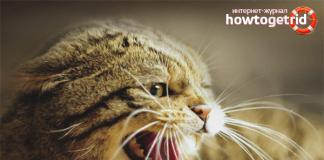 Zašto mačka neprestano mjauče i viče?