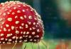 Why do oracle mushrooms dream