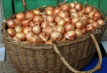 How to plant winter onions correctly Growing winter onions