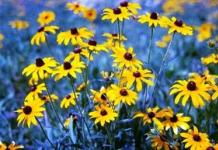 Perennial rudbeckia: planting and care, cultivation